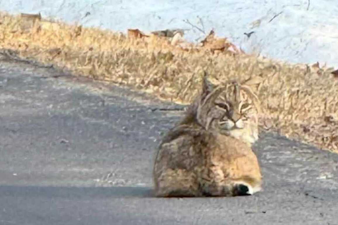 Bobcat population increases, encroaching in people's backyards