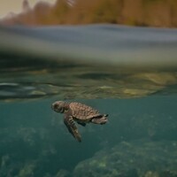 Award-winning Indian documentary 'Turtle Walker' to be screened at UNOC 2025