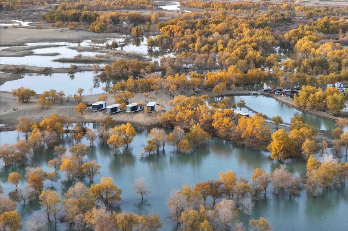 Defying all odds, "Desert Poplar Spirit" works green miracles in Taklimakan