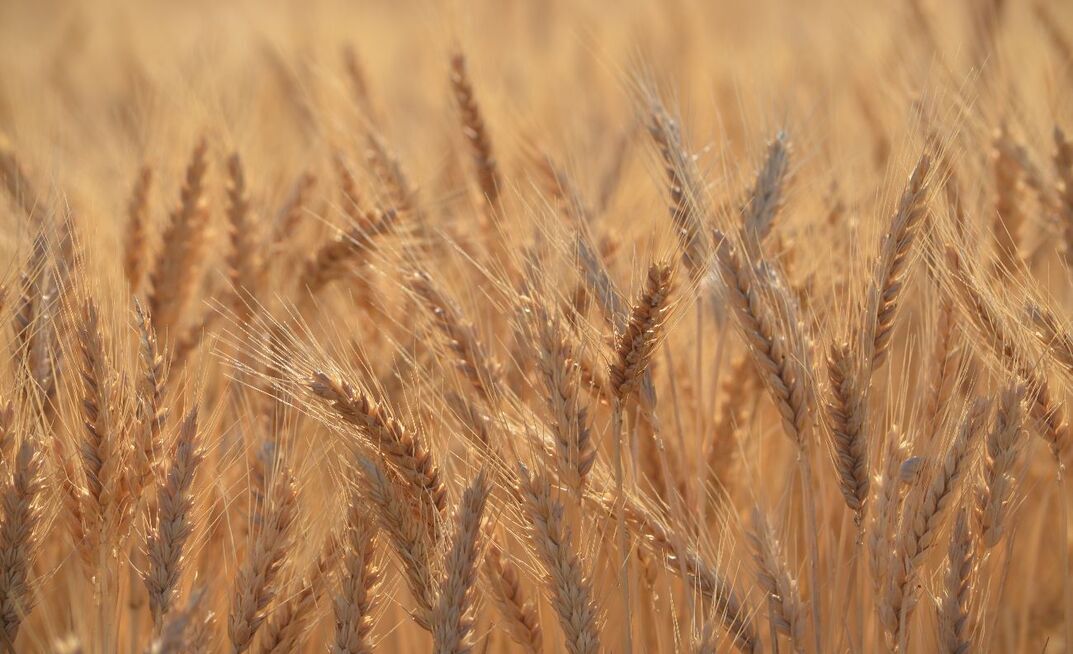 Global grain stocks are limiting price rises.