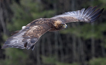 Police appeal for information on golden eagle shooting