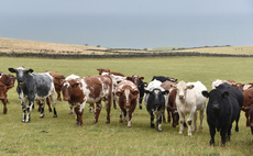 Why is Beef Shorthorn the breed of choice for one North Yorkshire finishing unit?