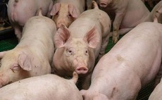 Defra must move fast on pig plans to save sector