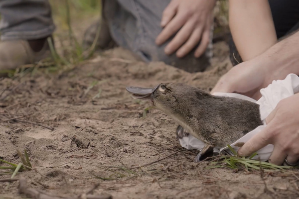 Peabody pays for more platypuses to go home