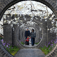 CHINA-ANHUI-DANGSHAN-SPRING-PEAR BLOSSOMS (CN)