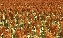 Landmark research to halve sorghum breeding time