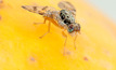 Automated traps to help combat fruit fly