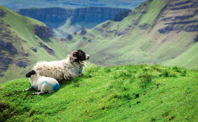 High lambing rates boost Scottish lamb crop