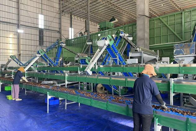 Nuts exports to China provide stable source of income for farmers, workers in Cambodia