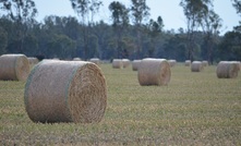 AFIA's new web page provides an important resource when looking for hay and fodder. Photo Mark Saunders.