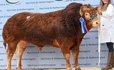 Easegillhead herd leads Carlisle Limousin trade at 45,000gns
