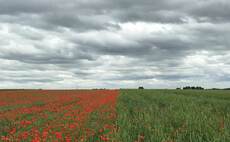 How heritage varieties are helping one organic grower to keep wheat in the rotation