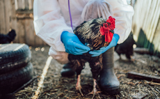 Farmers told to keep poultry housed as avian flu cases reach 10 this season – what you need to know