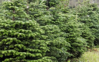 The ultimate Christmas tree harvest - top tips to grow the best crop of trees