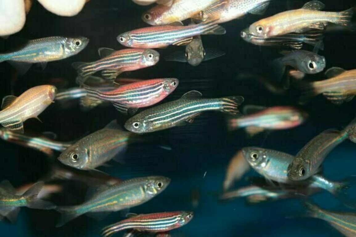 Many fish are social, but pesticides are pushing them apart