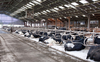 IBR in cattle: Symptoms, testing methods and vaccination advice for dairy farmers