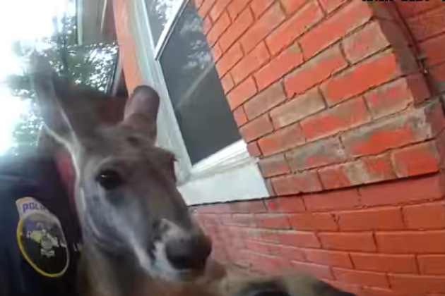 Watch- Cops wrangle kangaroo hopping around Colo. town  again