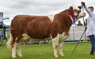 Simmental cow leads Royal Lancashire beef line-up 