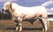 Research proves Charolais making real progress