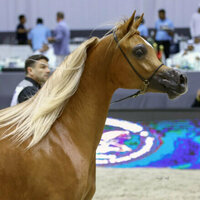 Final preparations complete for Dubai International Arabian Horse Championship