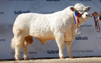 Averages up for all breeds at Stirling bull sale