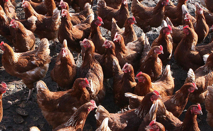 Two poultry workers have tested positive for avian influenza
