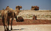 Even Telfer's camels feel the heat of the desert