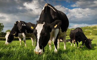 Understanding Schmallenberg in the dairy herd 