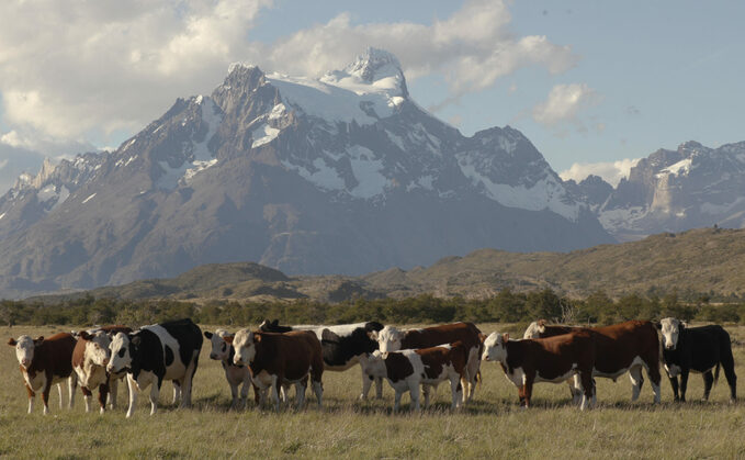 Cattle play major role in culture and livelihoods across the world