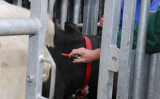 English farmers urged to tap into free bTB advice