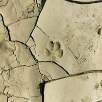 How to identify animal tracks, burrows and other signs of wildlife in your neighborhood