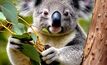 Proposed Bowen Basin coal mines are threatening koala habitats. Photo: Shutterstock