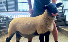 Averages up at Exeter's Great July Sheep Fair