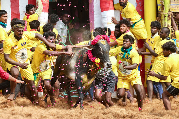 Tamil Nadu CM Stalin to witness Jallikattu event in Madurai; drone, UAV ban imposed
