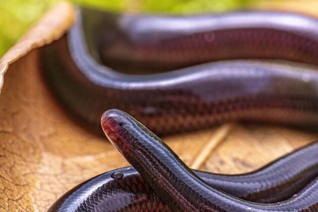 CHINA-FLOWERPOT SNAKE-GENETIC ADAPTATIONS (CN)