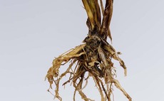 Top tips for avoiding take-all disease in Scottish second wheats