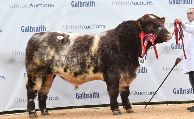 Overall champion, Glendual Sammy, from Grant Stephen, Forres, which sold for the top price of 21,000gns.