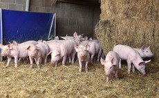 Stark drop in pig numbers