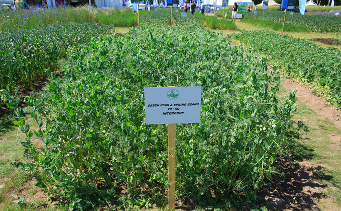 A pea and bean intercrop can provide higher yielding livestock feed with no nitrogen requirement