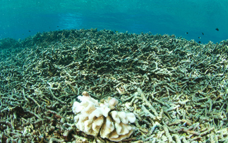 'A tragedy': World may have reached first climate 'tipping point' as coral reefs face collapse