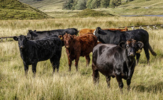 Huge opportunity as Scottish public demand local red meat