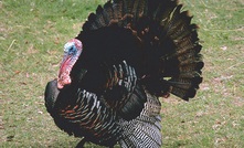 Running a business can be like living the life of a turkey, according to the Stratalis Group