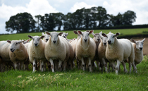 Shadow Defra Secretary calls for faster bluetongue testing and vaccine rollout 