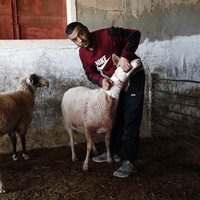 MIDEAST-WEST BANK-HEBRON-ISRAELI SETTLERS-ATTACK