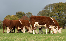 National Beef Association demands rethink on ELMs