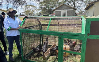 How improved poultry genetics are boosting food security in Kenya 