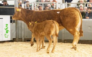 Auction mart sales round-up: Limousin bulls to 13,000gns at Darlington, sheepdogs sell to £13,300 and geese to £1,450 online