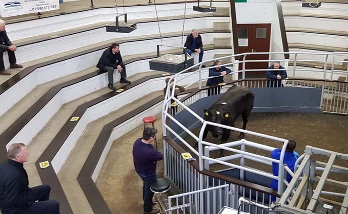 Pandemic highlights value of auction marts