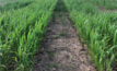  Image shows the condition of one of the germinated plots: the wheat on the right-hand side received fertiliser containing Envirostream’s micronutrient treatment, while the crop on the left-hand side was fertilised using a similar but commercially available product.