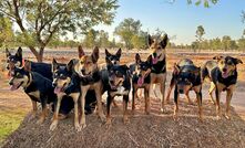 Livestock and Working Dog Handling is one of the courses available through Land to Table, with new courses being added periodically. 